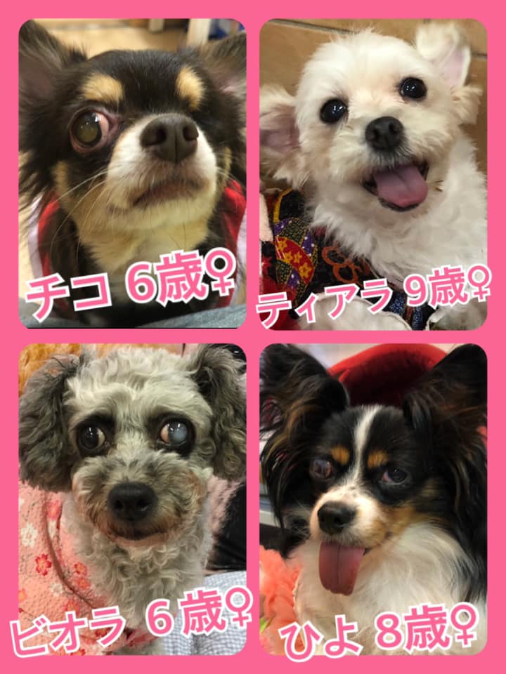 🐾今日の里親様募集中ワンコ🐶メンバーです🐾2020,8,2